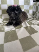 Luna, a female Shih Tzu for sale in Fort Myers, FL – Photo 2 of 7