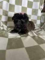 Luna, a female Shih Tzu for sale in Fort Myers, FL – Photo 1 of 7