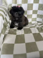 Luna, a female Shih Tzu for sale in Fort Myers, FL – Photo 4 of 7