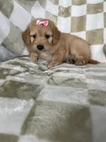 Phoebe , a male Miniature Goldendoodle for sale in Fort Myers, FL – 3 of 7