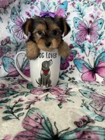 Minnie , a female Yorkshire Terrier for sale in Fort Myers, FL – 5 of 8