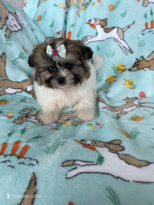 Muffin – Bichon Frise, Shih Tzu puppy for sale in Fort Myers, FL