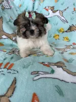Muffin, a female Bichon Frise and Shih Tzu for sale in Fort Myers, FL – Photo 2 of 9