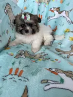 Muffin, a female Bichon Frise and Shih Tzu for sale in Fort Myers, FL – Photo 4 of 9