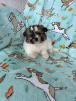 Muffin, a female Bichon Frise and Shih Tzu for sale in Fort Myers, FL – Photo 9 of 9
