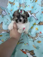 Muffin, a female Bichon Frise and Shih Tzu for sale in Fort Myers, FL – Photo 5 of 9