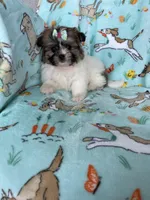 Muffin, a female Bichon Frise and Shih Tzu for sale in Fort Myers, FL – Photo 3 of 9