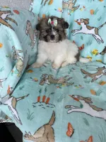 Muffin, a female Bichon Frise and Shih Tzu for sale in Fort Myers, FL – Photo 7 of 9