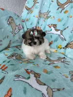 Muffin, a female Bichon Frise and Shih Tzu for sale in Fort Myers, FL – Photo 8 of 9
