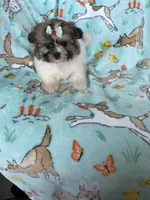 Muffin, a female Bichon Frise and Shih Tzu for sale in Fort Myers, FL – Photo 6 of 9