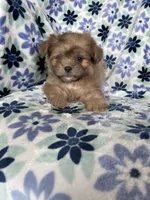 Gizmo, a male Shihpoo for sale in Fort Myers, FL – 4 of 9