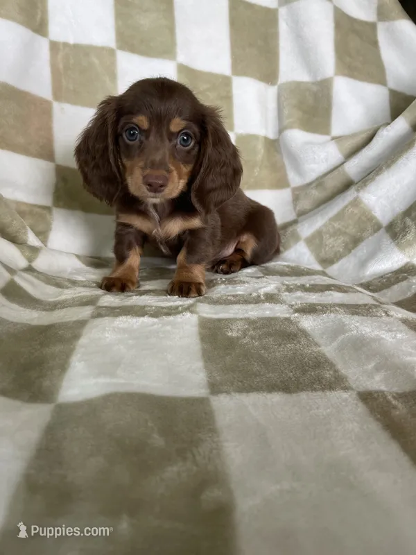 Rollo – Miniature Dachshund puppy for sale in Fort Myers, FL