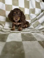 Rollo, a male Miniature Dachshund for sale in Fort Myers, FL – 1 of 6