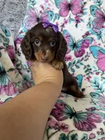Twixie, a female Miniature Dachshund for sale in Fort Myers, FL – 4 of 6