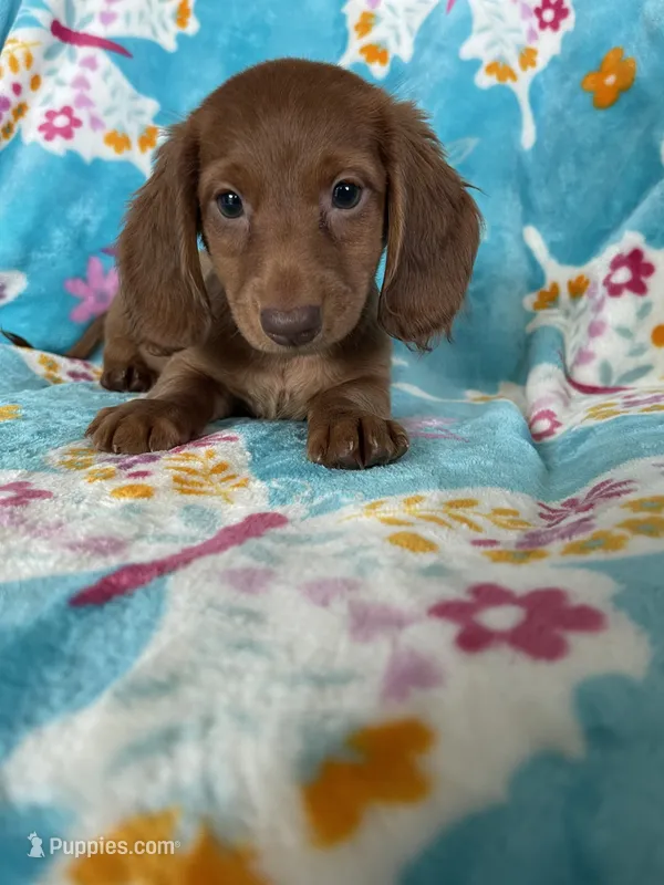 Rigatoni – Miniature Dachshund puppy for sale in Fort Myers, FL
