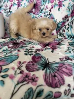 Louie , a male Shih Tzu for sale in Fort Myers, FL – 2 of 7