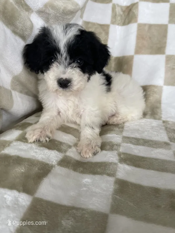 Snoopy – Poodle - Toy  puppy for sale in Fort Myers, FL