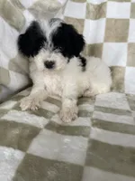 Snoopy, a male Poodle - Toy  for sale in Fort Myers, FL – 1 of 6