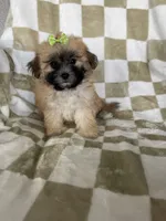 Daisy , a female Maltipoo for sale in Fort Myers, FL – 5 of 6