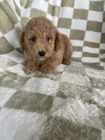 Kimchi, a female Poodle - Toy  for sale in Fort Myers, FL – 3 of 6