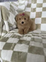 Maple , a female Poodle - Toy  for sale in Fort Myers, FL – 1 of 7
