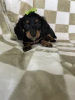 Dotty , a female Miniature Dachshund for sale in Fort Myers, FL – 1 of 7
