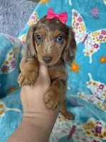 Cookie, a female Miniature Dachshund for sale in Fort Myers, FL – 8 of 9