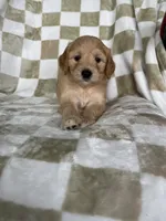 Astro , a male Miniature Goldendoodle for sale in Fort Myers, FL – 3 of 5