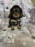 Penny, a female Cavalier King Charles Spaniel for sale in Fort Myers, FL – 5 of 6