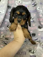 Penny, a female Cavalier King Charles Spaniel for sale in Fort Myers, FL – 2 of 6