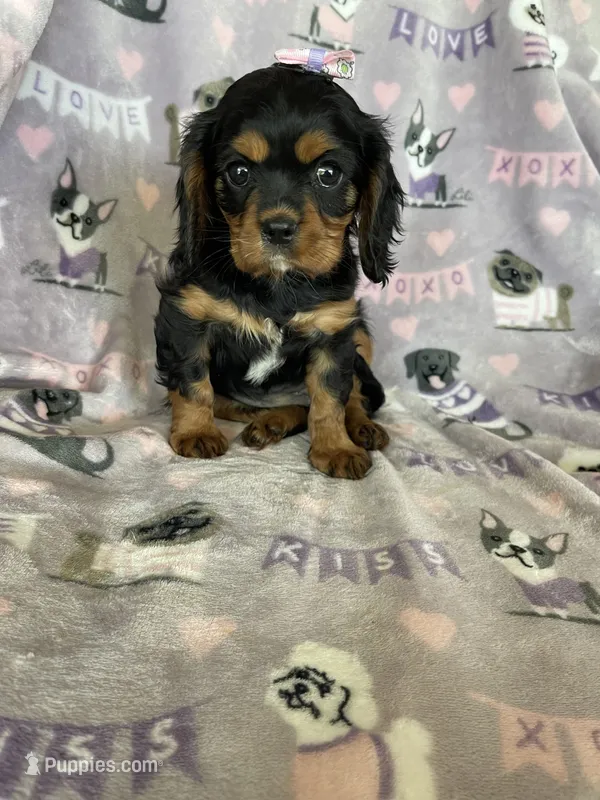 Penny – Cavalier King Charles Spaniel puppy for sale in Fort Myers, FL