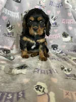 Penny, a female Cavalier King Charles Spaniel for sale in Fort Myers, FL – 6 of 6