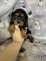 Penny, a female Cavalier King Charles Spaniel for sale in Fort Myers, FL – 4 of 6