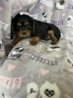 Penny, a female Cavalier King Charles Spaniel for sale in Fort Myers, FL – 3 of 6