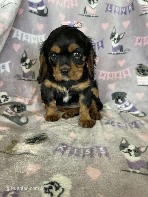 Penny – Cavalier King Charles Spaniel puppy for sale in Fort Myers, FL