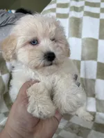 Milo, a male Maltipoo for sale in Fort Myers, FL – 7 of 7