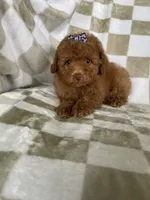 Ginger , a female Poodle - Toy  for sale in Fort Myers, FL – 5 of 6