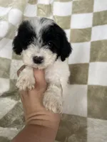 Snoopy, a male Poodle - Toy  for sale in Fort Myers, FL – 5 of 6