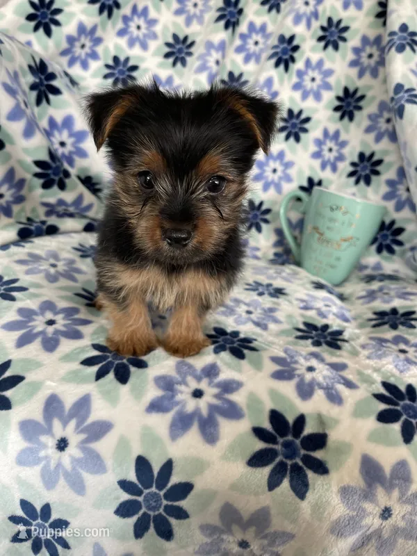Louie  – Yorkshire Terrier puppy for sale in Fort Myers, FL