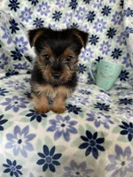 Louie , a male Yorkshire Terrier for sale in Fort Myers, FL – 1 of 6