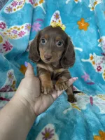 Twixie, a female Miniature Dachshund for sale in Fort Myers, FL – 10 of 10