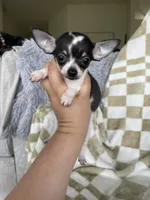 Teacup Leah , a female Chihuahua for sale in Fort Myers, FL – 9 of 9
