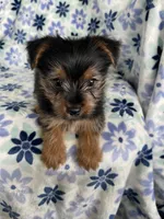 Louie , a male Yorkshire Terrier for sale in Fort Myers, FL – 2 of 6