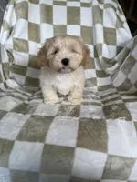 Teddy, a male Maltipoo for sale in Fort Myers, FL – 3 of 5