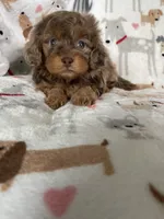 Red Merle Ollie, a male Cavapoo for sale in Fort Myers, FL – 5 of 6