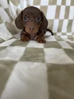 Churro, a male Miniature Dachshund for sale in Fort Myers, FL – 3 of 9