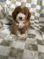 Blaze, a male Poodle - Toy  for sale in Fort Myers, FL – 5 of 6