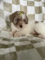 Mila, a female Poodle - Toy  for sale in Fort Myers, FL – 7 of 7