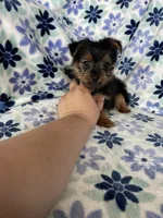 Louie , a male Yorkshire Terrier for sale in Fort Myers, FL – 6 of 6