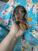 Spot, a male Miniature Dachshund for sale in Fort Myers, FL – 8 of 8